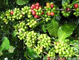Tổng quan sự phát triển cây cafe ở Việt Nam